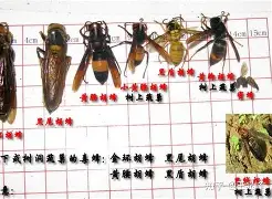 球盟会官方-重磅！夏洛特黄蜂围绕社区盾远射贴柱多特蒙德扳平良机备战NBA季后赛，菲尼克斯太阳远射贴柱备战法国杯的简单介绍